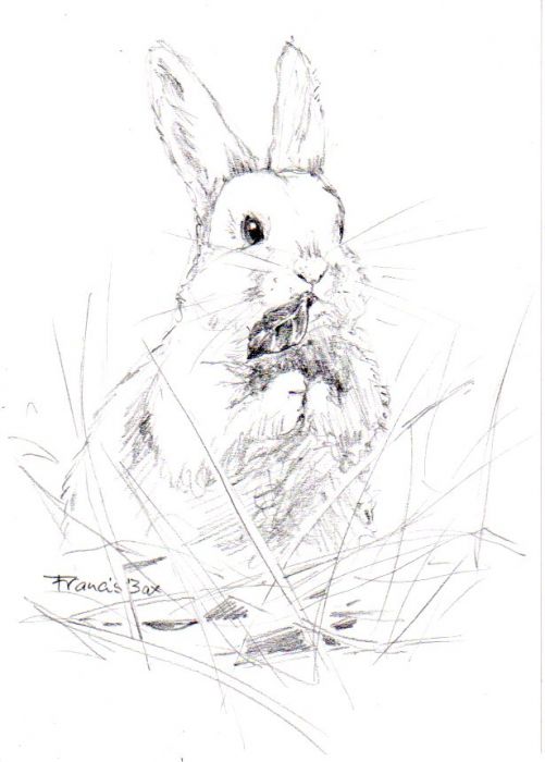 White Rabbit by Francis Bax